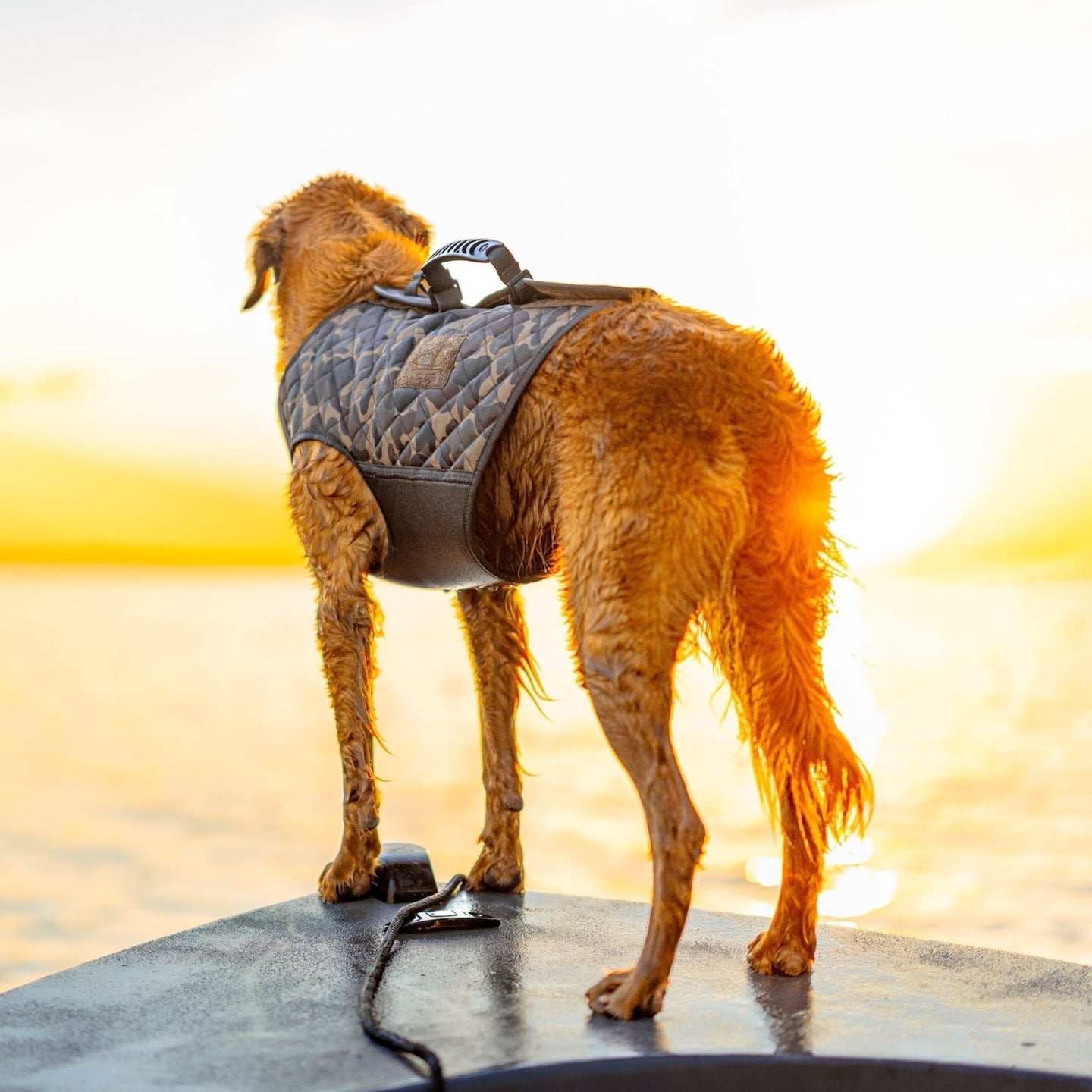 WaterDog Vest